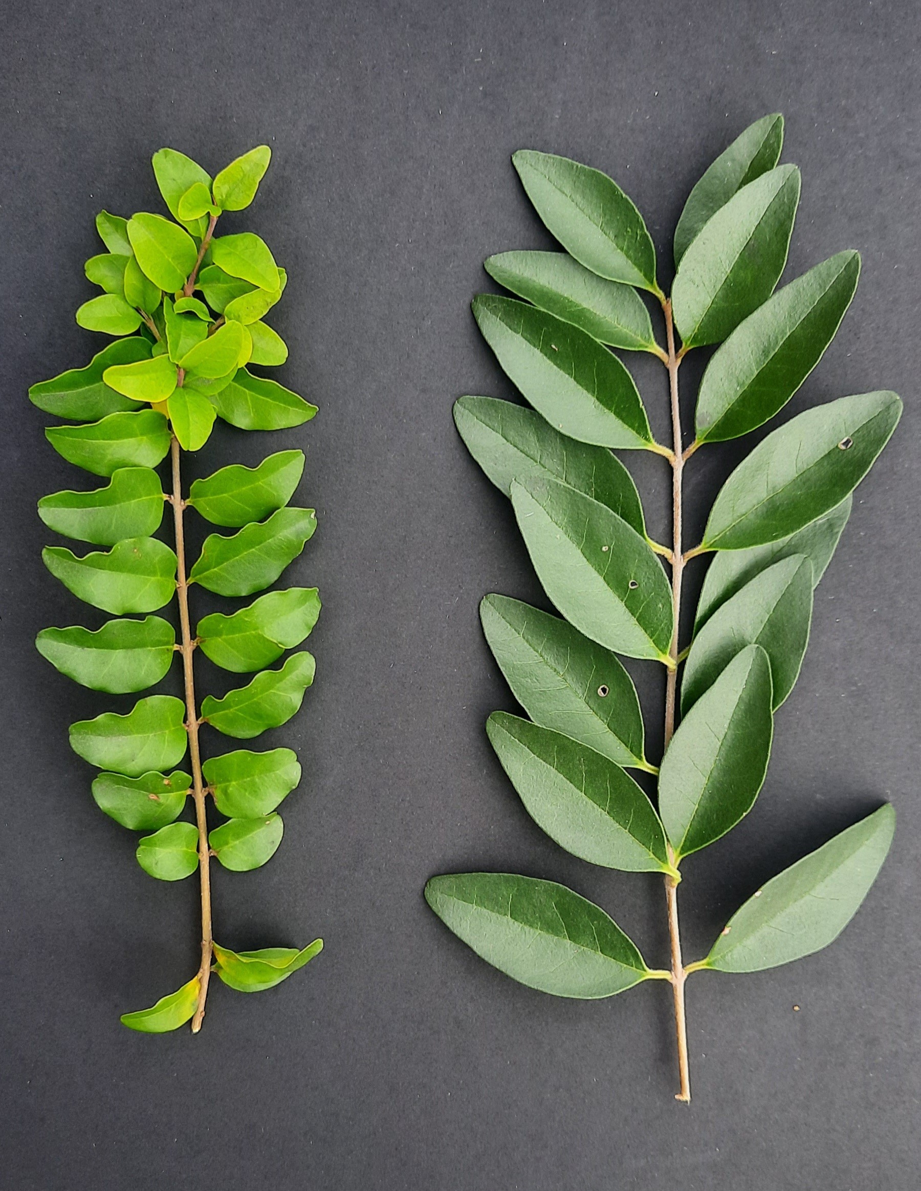 Japenese privet on left and chinese privet on right.jpg thumbnail